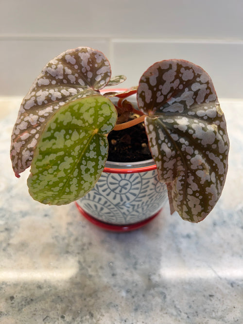 Begonia Snow Cap Variegated (grower’s choice)