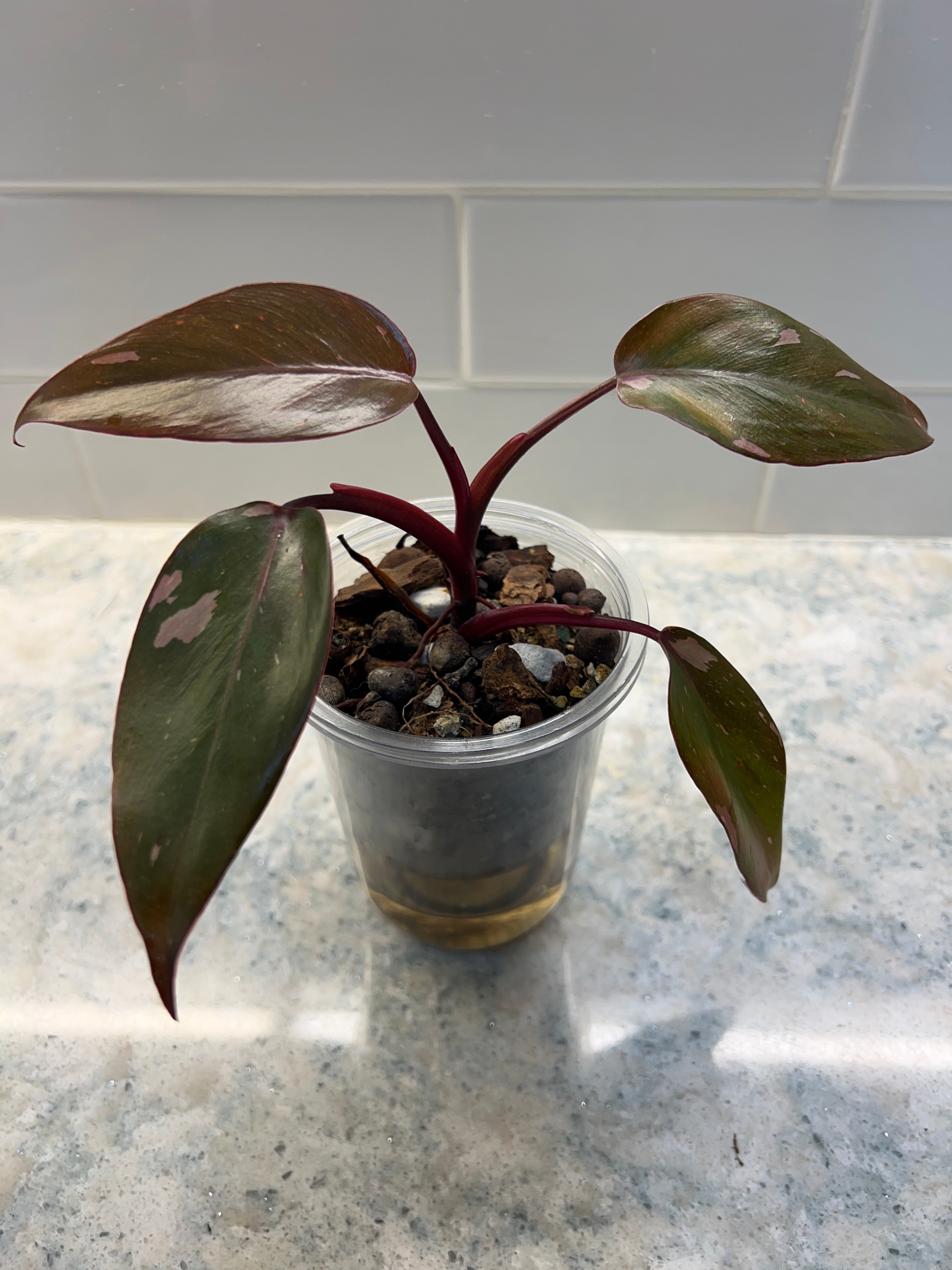 Philodendron Pink Princess
