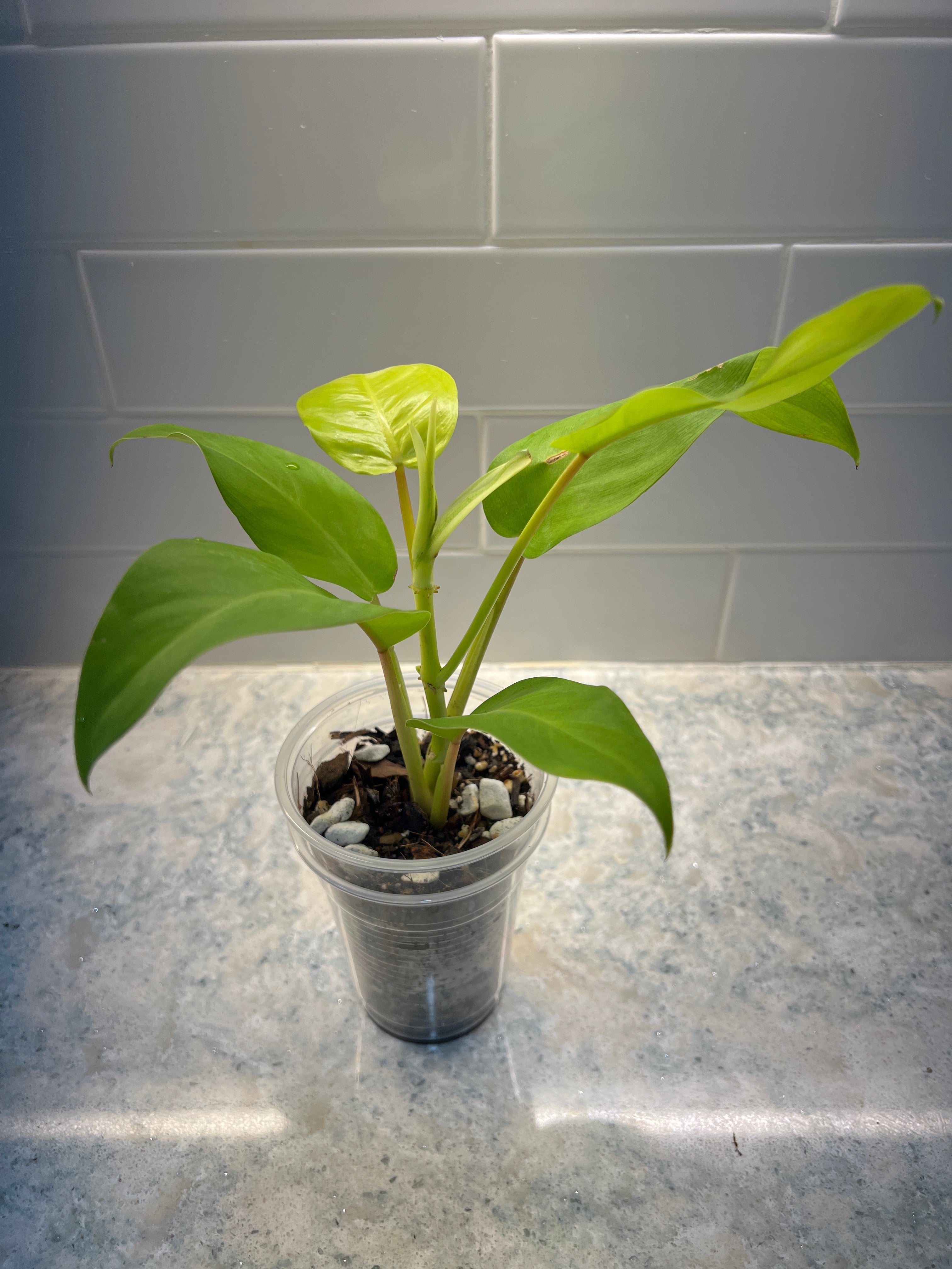 Philodendron Lemon Lime