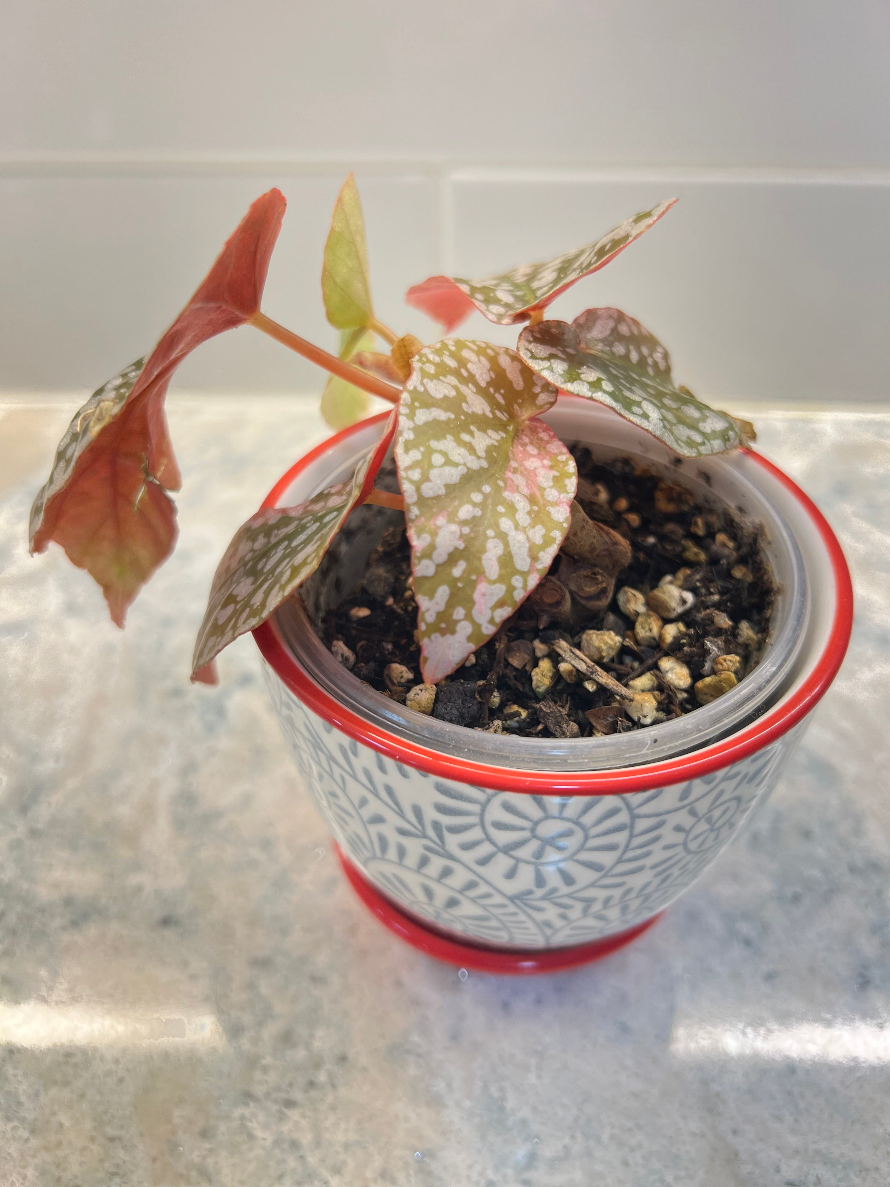 Begonia Snow Cap Variegated (grower’s choice)