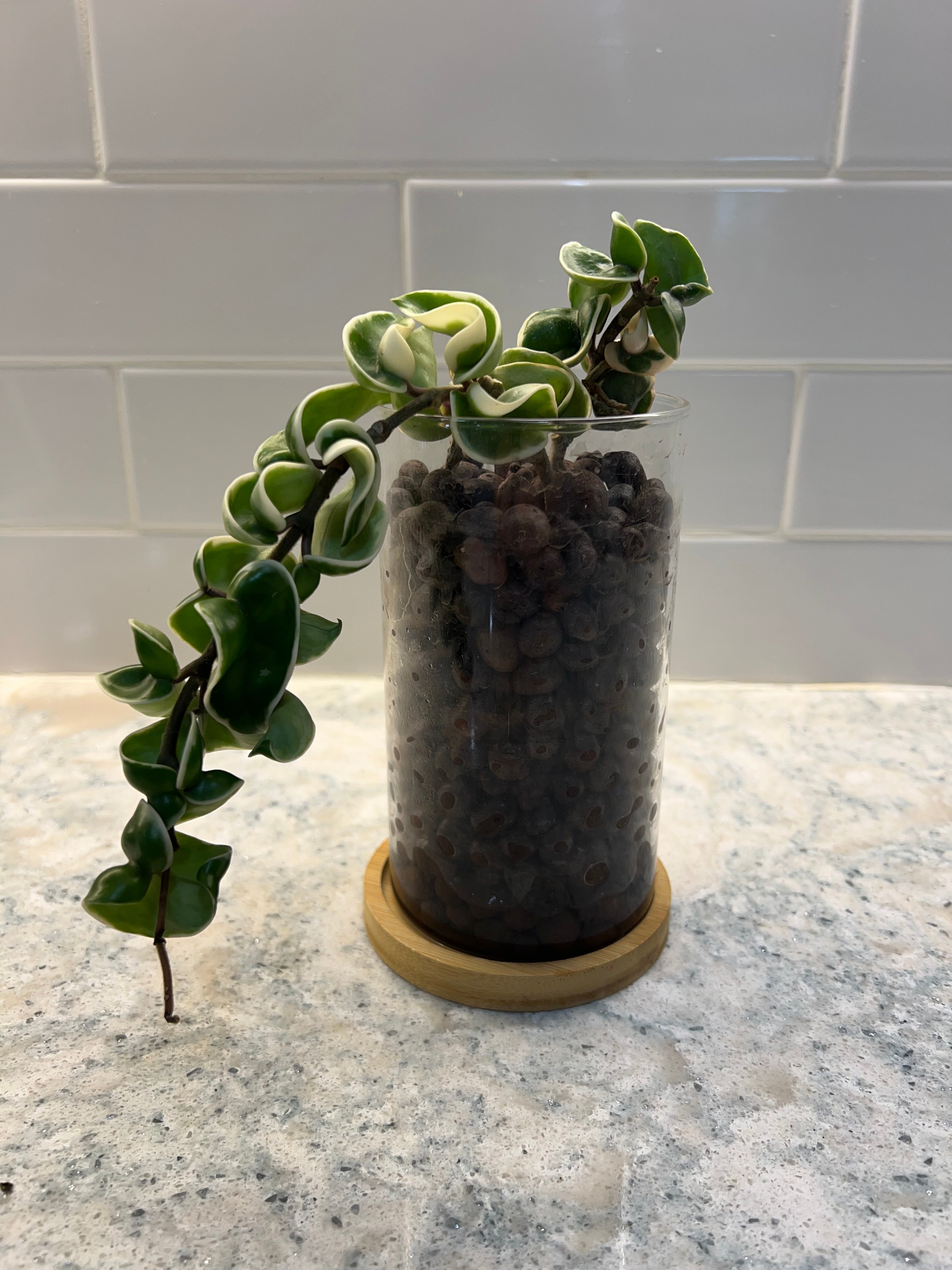 Hoya Compacta Variegated