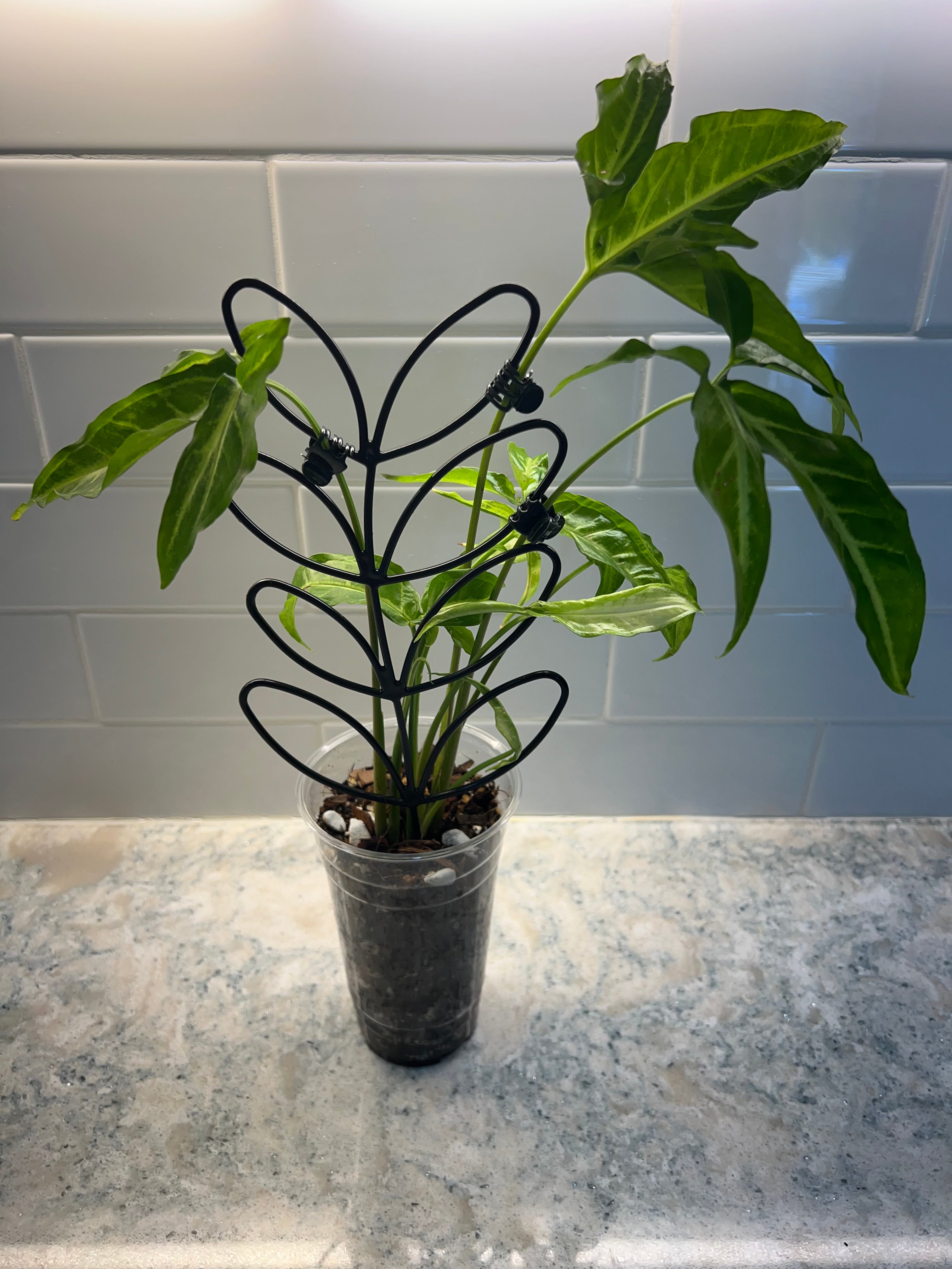 Philodendron Florida Beauty Green