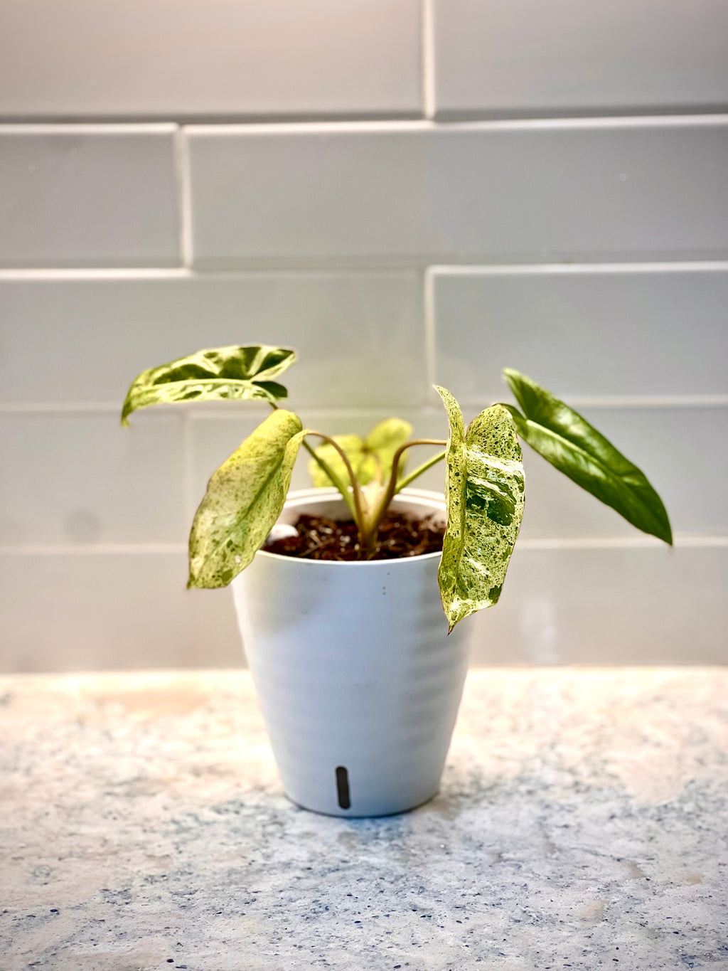 Philodendron Paraiso Verde