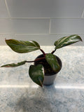 Philodendron Red Anderson