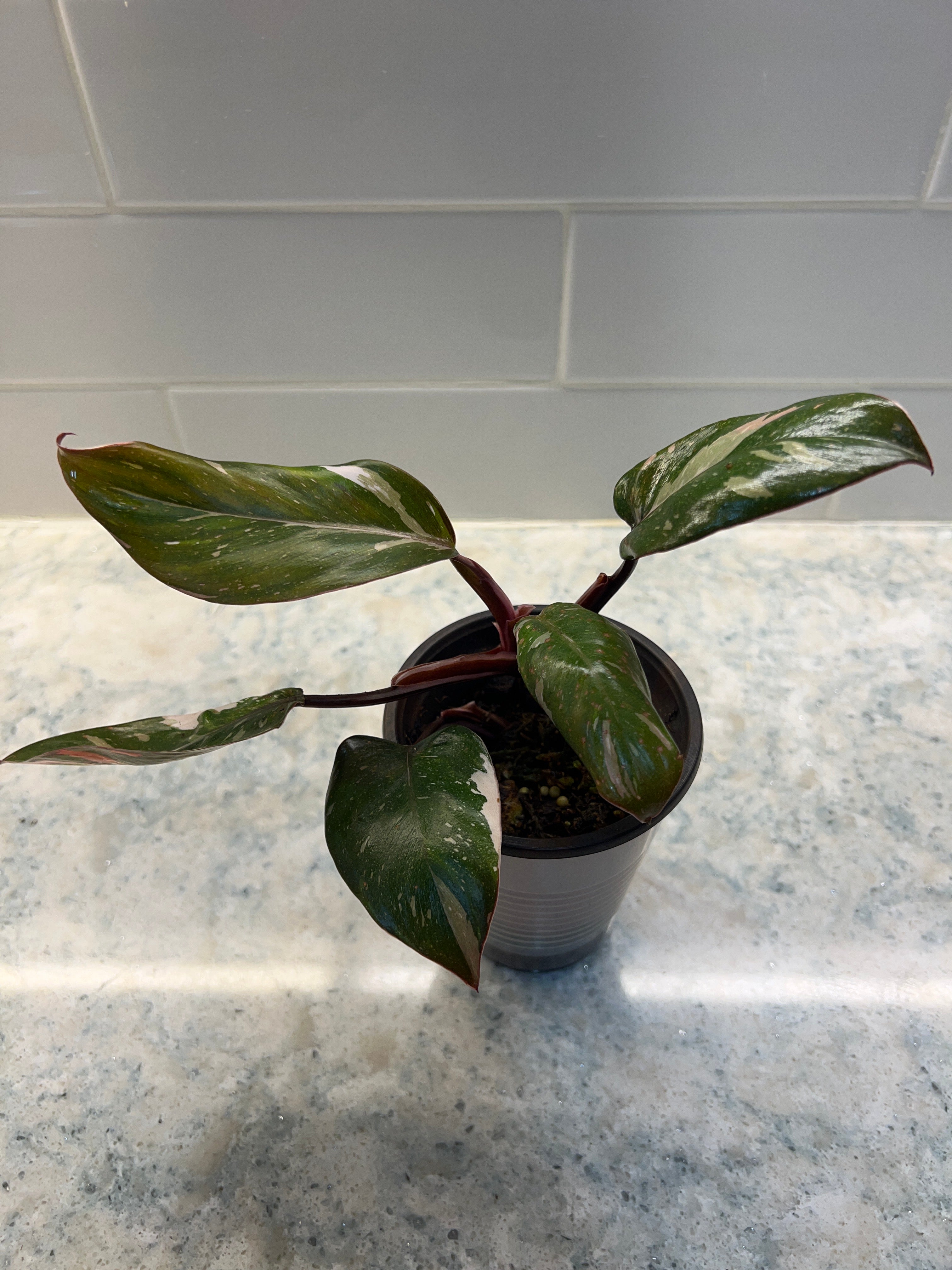 Philodendron Red Anderson