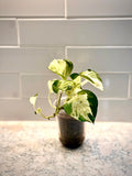 Pothos Manjula (grower’s choice)