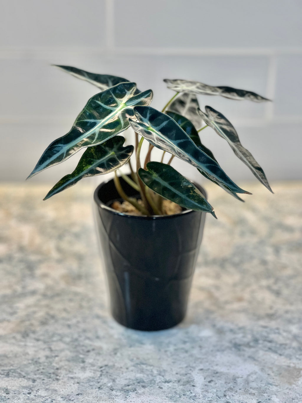 Alocasia Bambino Variegated