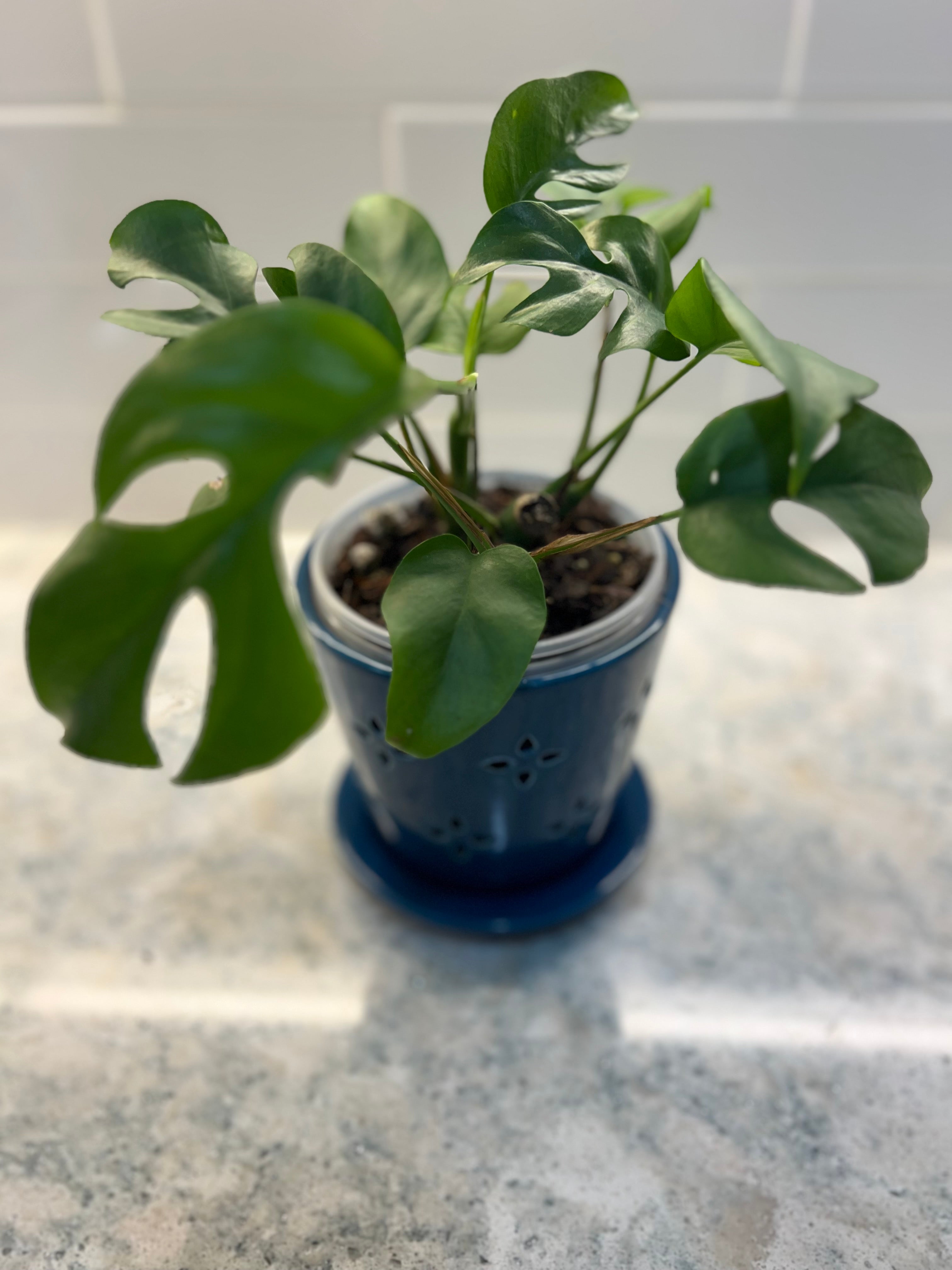 Monstera Adansonii “Swiss Cheese”