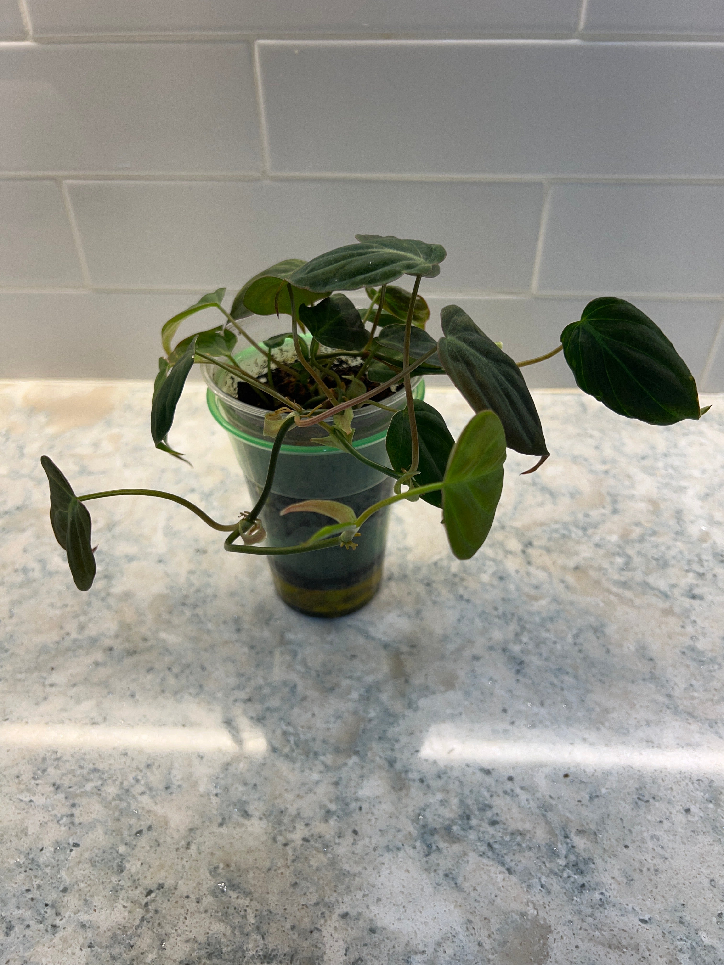 Philodendron Micans (grower’s choice)
