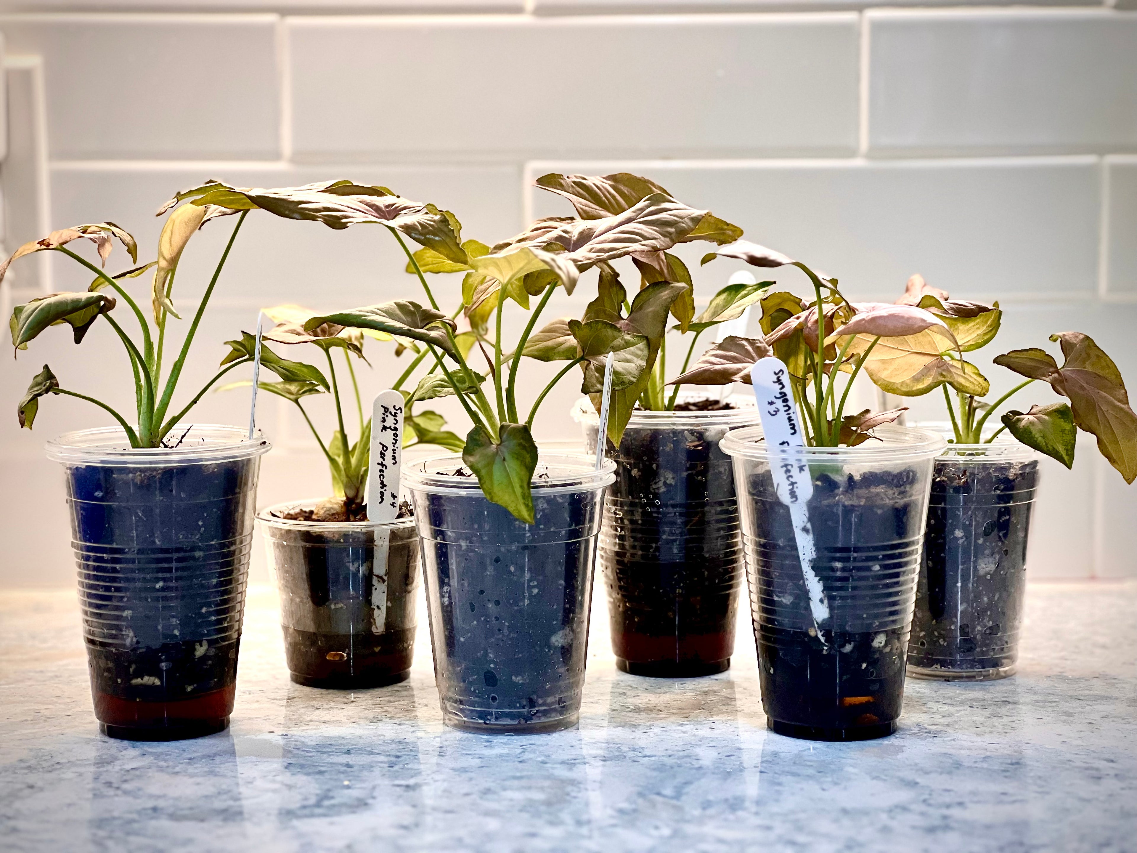 Syngonium Pink Perfection (grower’s choice)