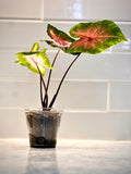 Caladium Fancy Red