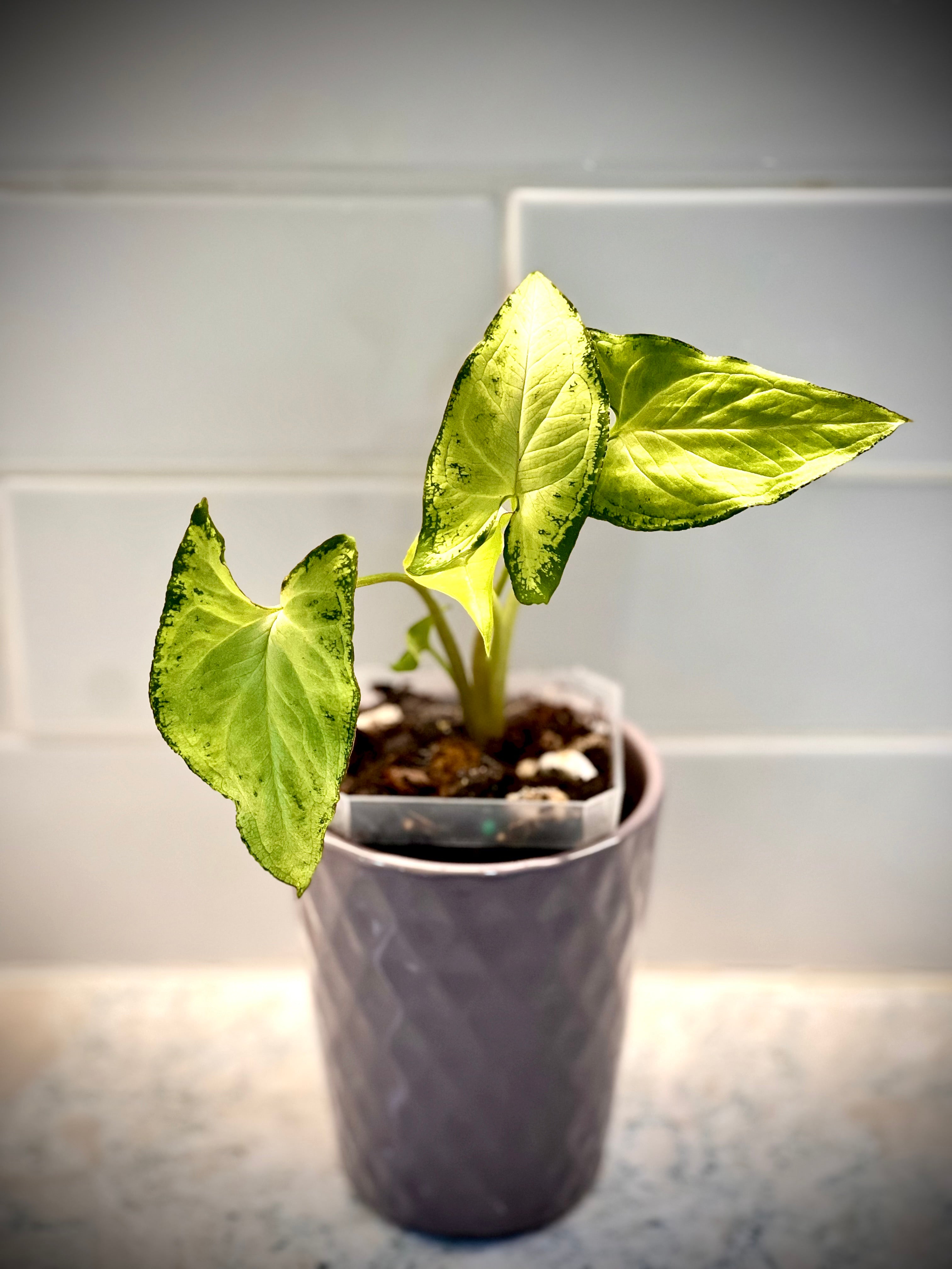 Syngonium White Butterfly