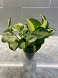 Pothos Pearls and Jade (grower’s choice)