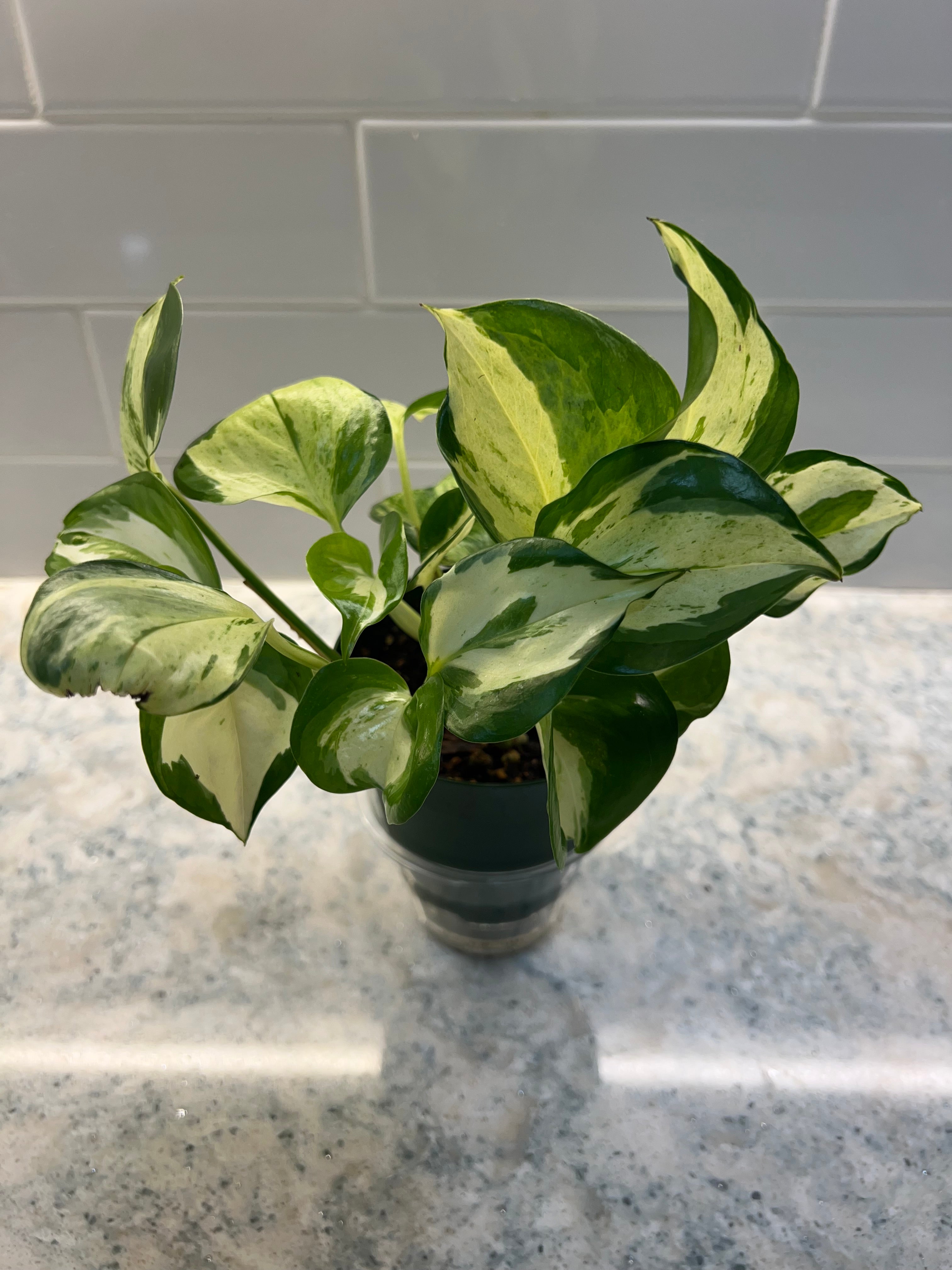 Pothos Pearls and Jade (grower’s choice)