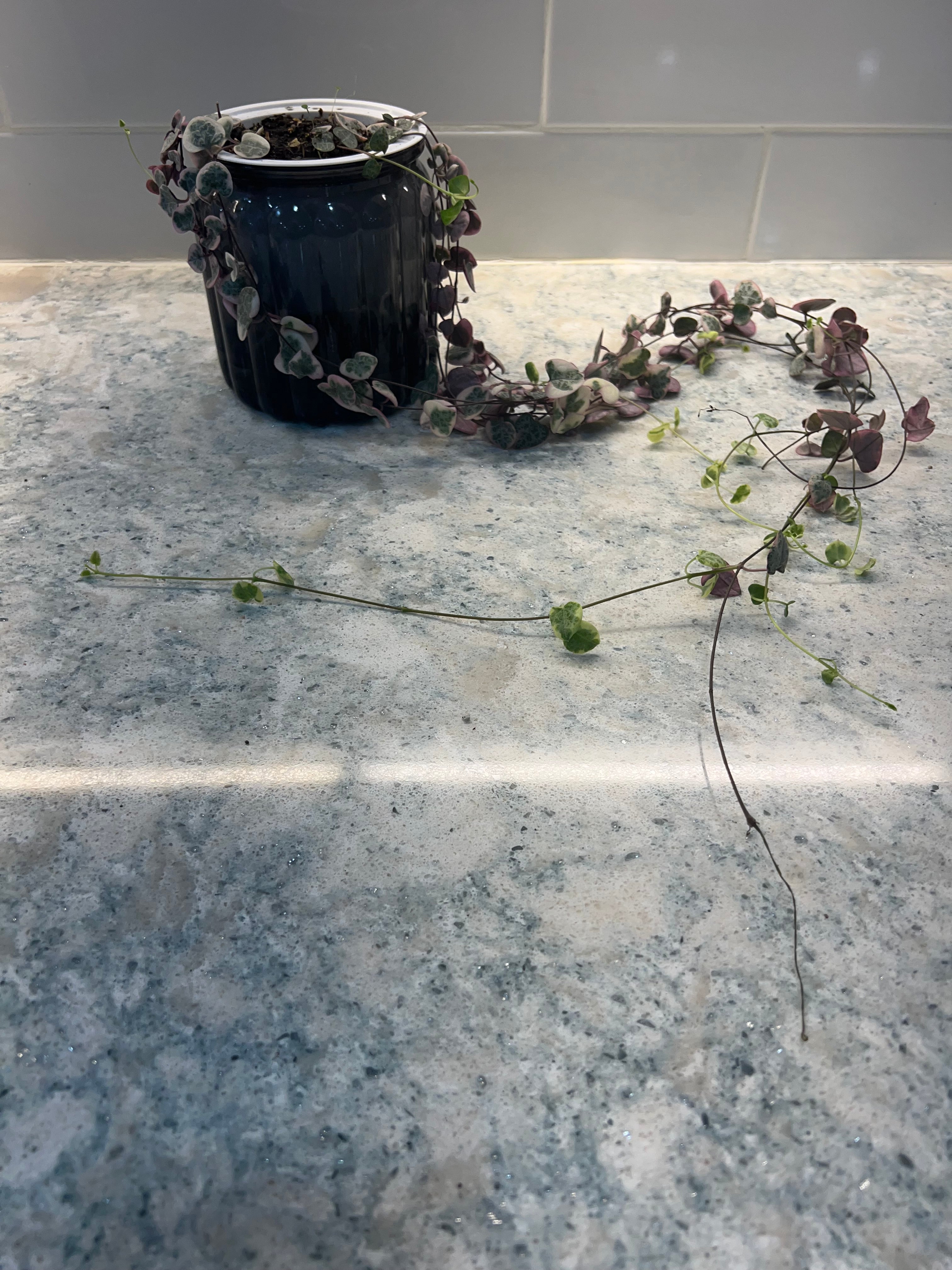 String of Hearts Variegated 2’
