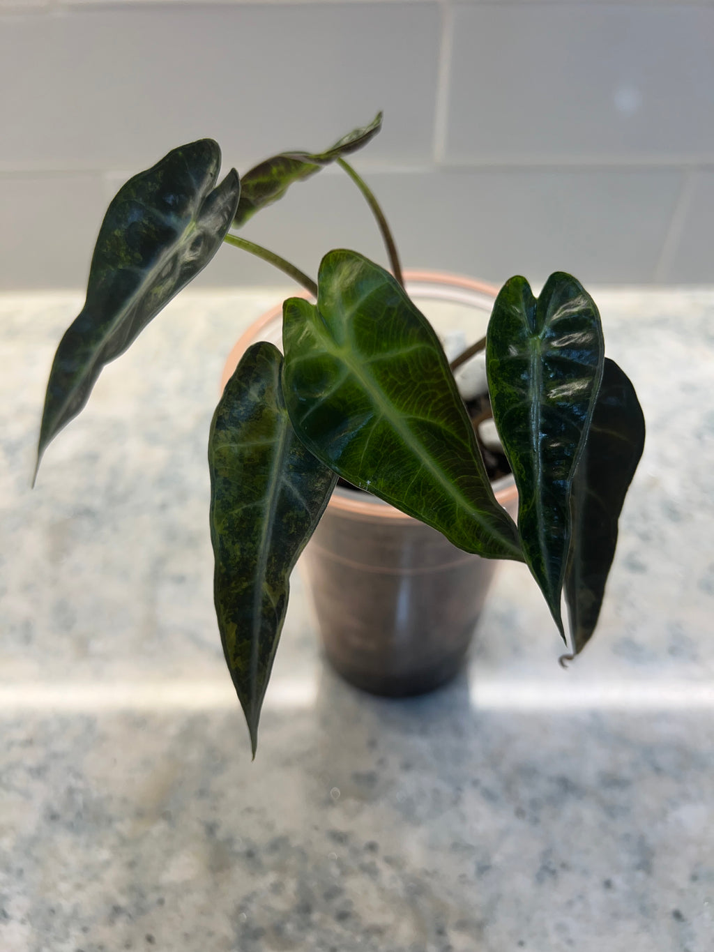 Alocasia Bambino Variegated