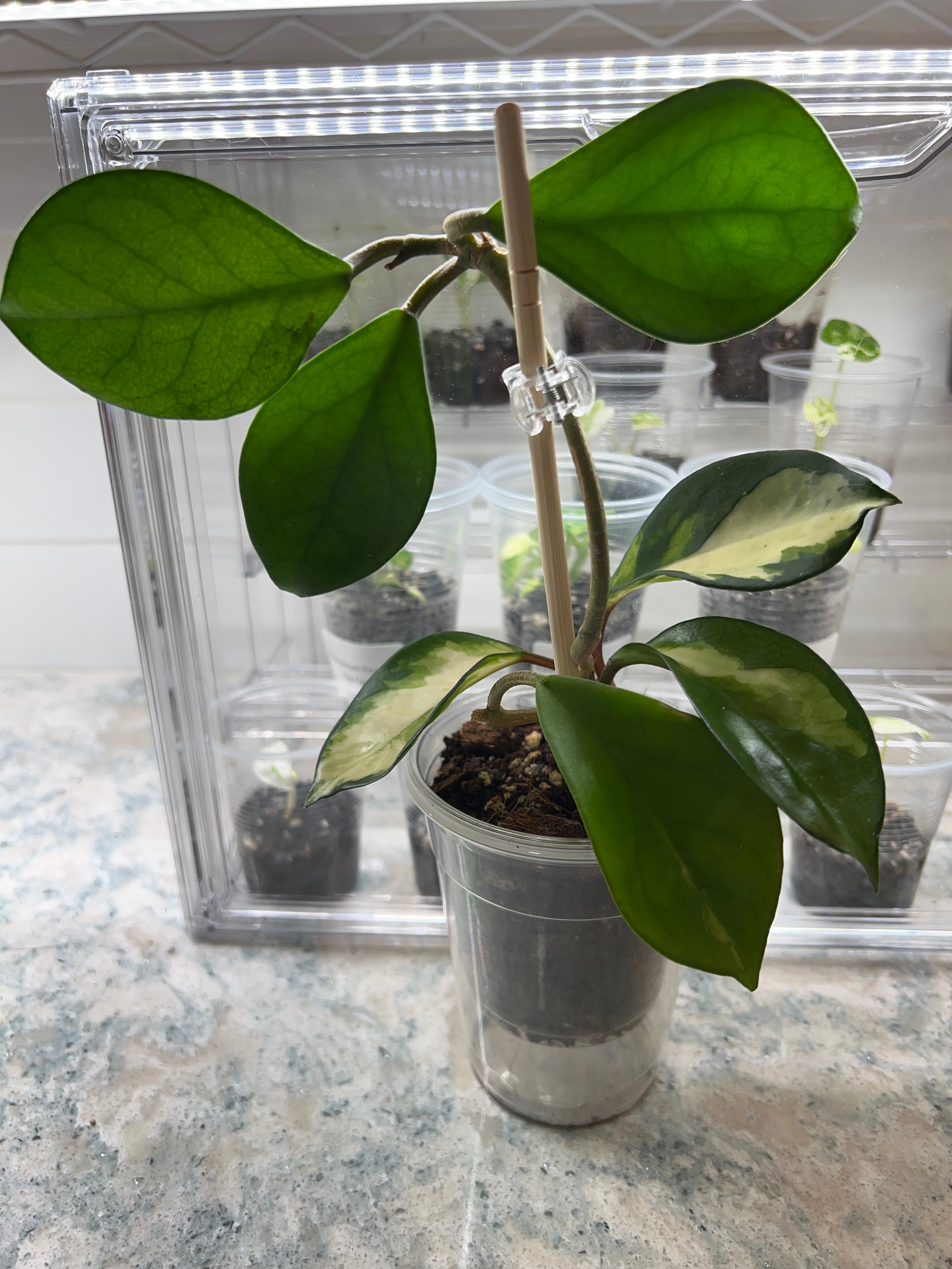 Hoya Princess (grower’s choice)