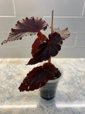 Begonia Black Magic
