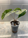 Syngonium Albo Variegated