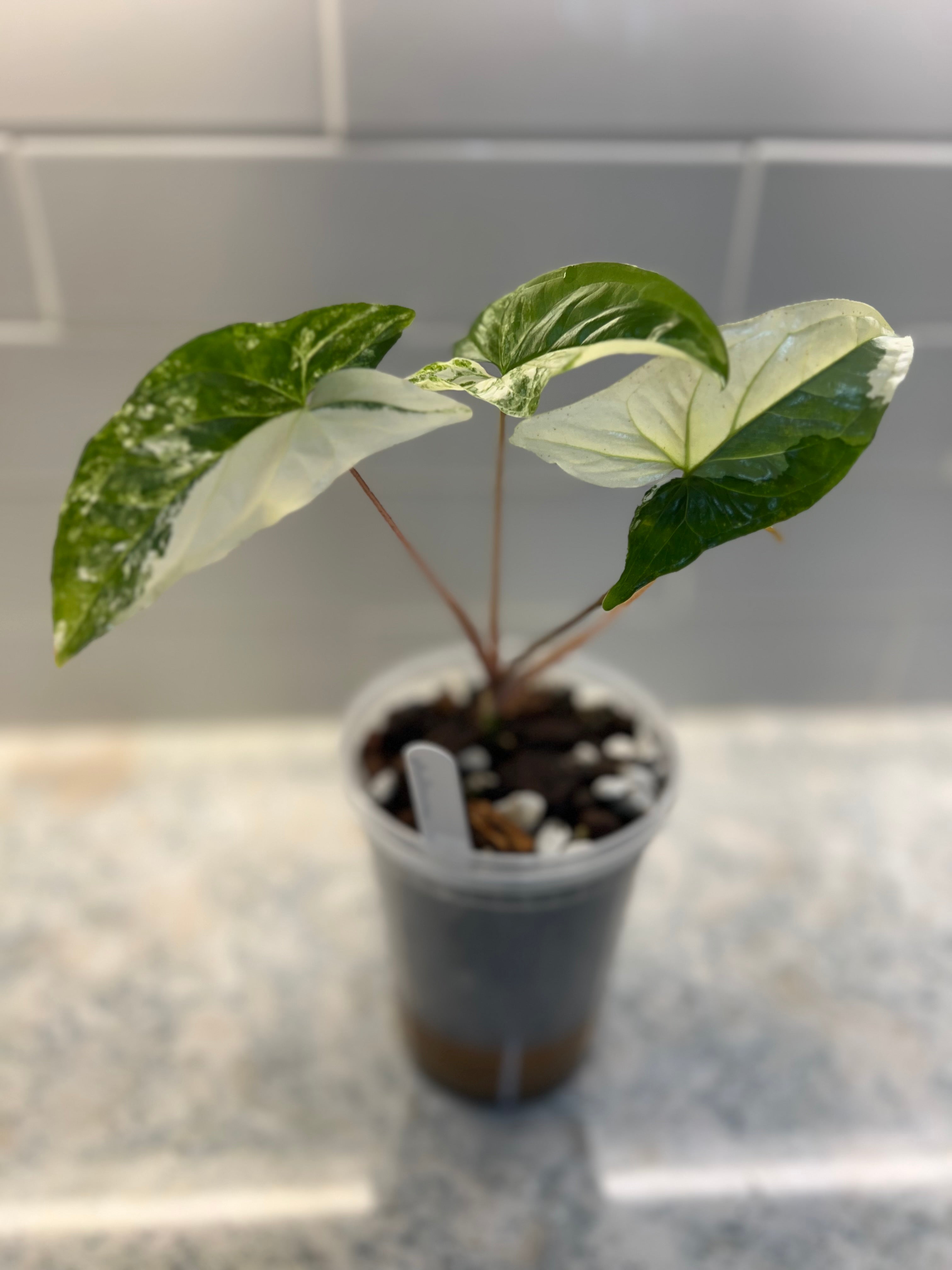 Syngonium Albo Variegated