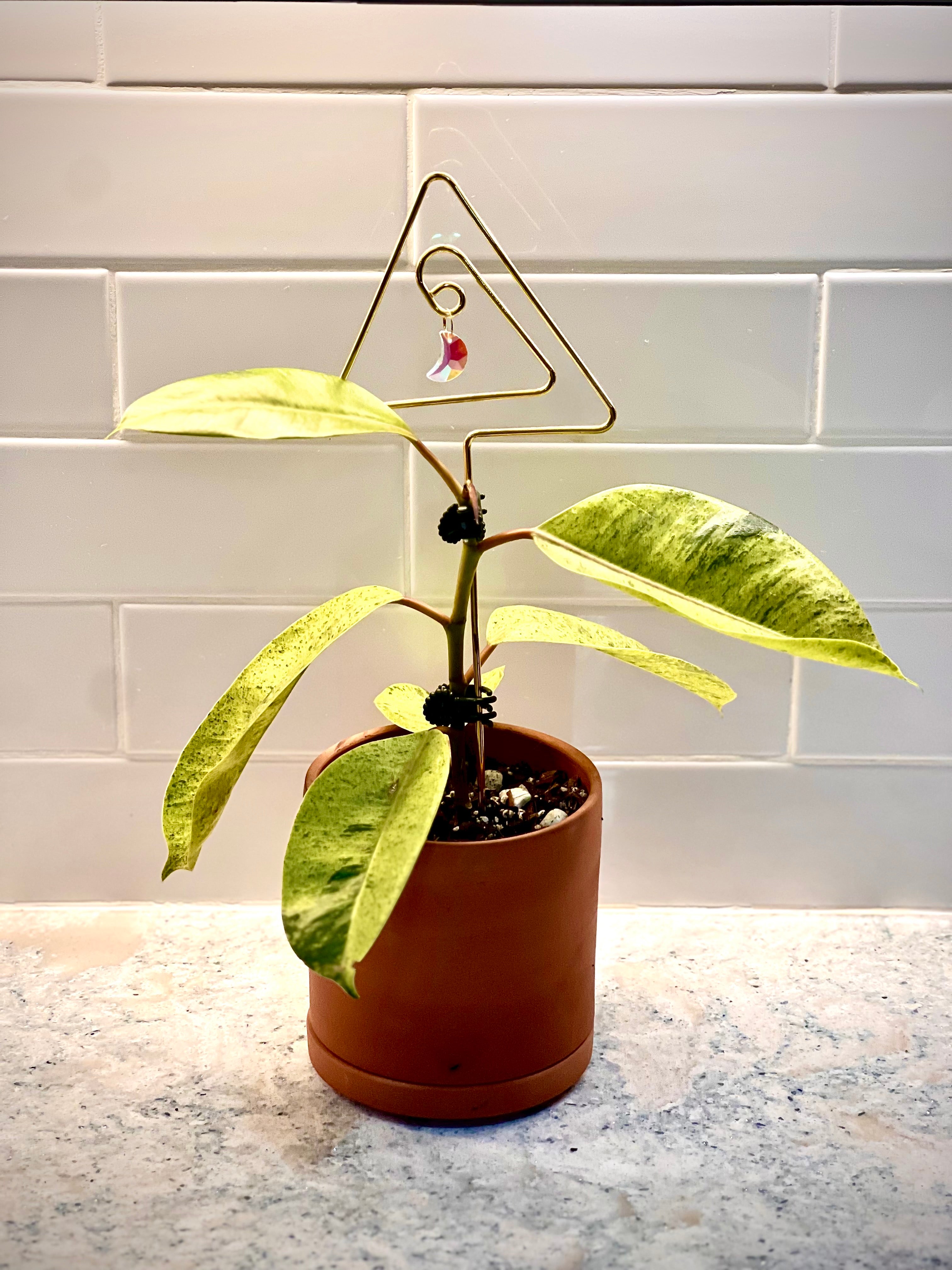 Ficus Shiveriana Moonshine