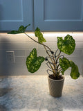 Alocasia Hilo Beauty