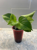 Pothos Jessenia