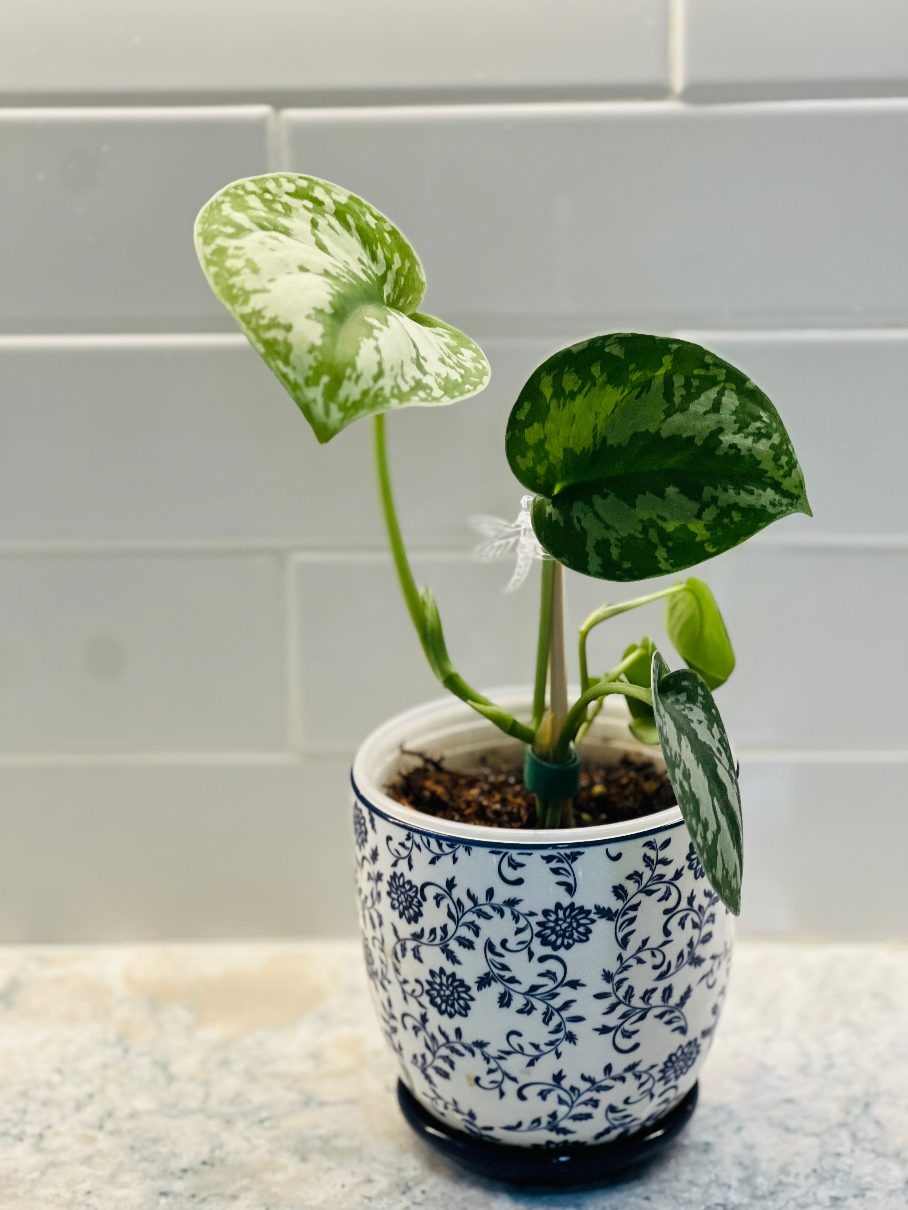 Scindapsus Exotica “Silver Satin”