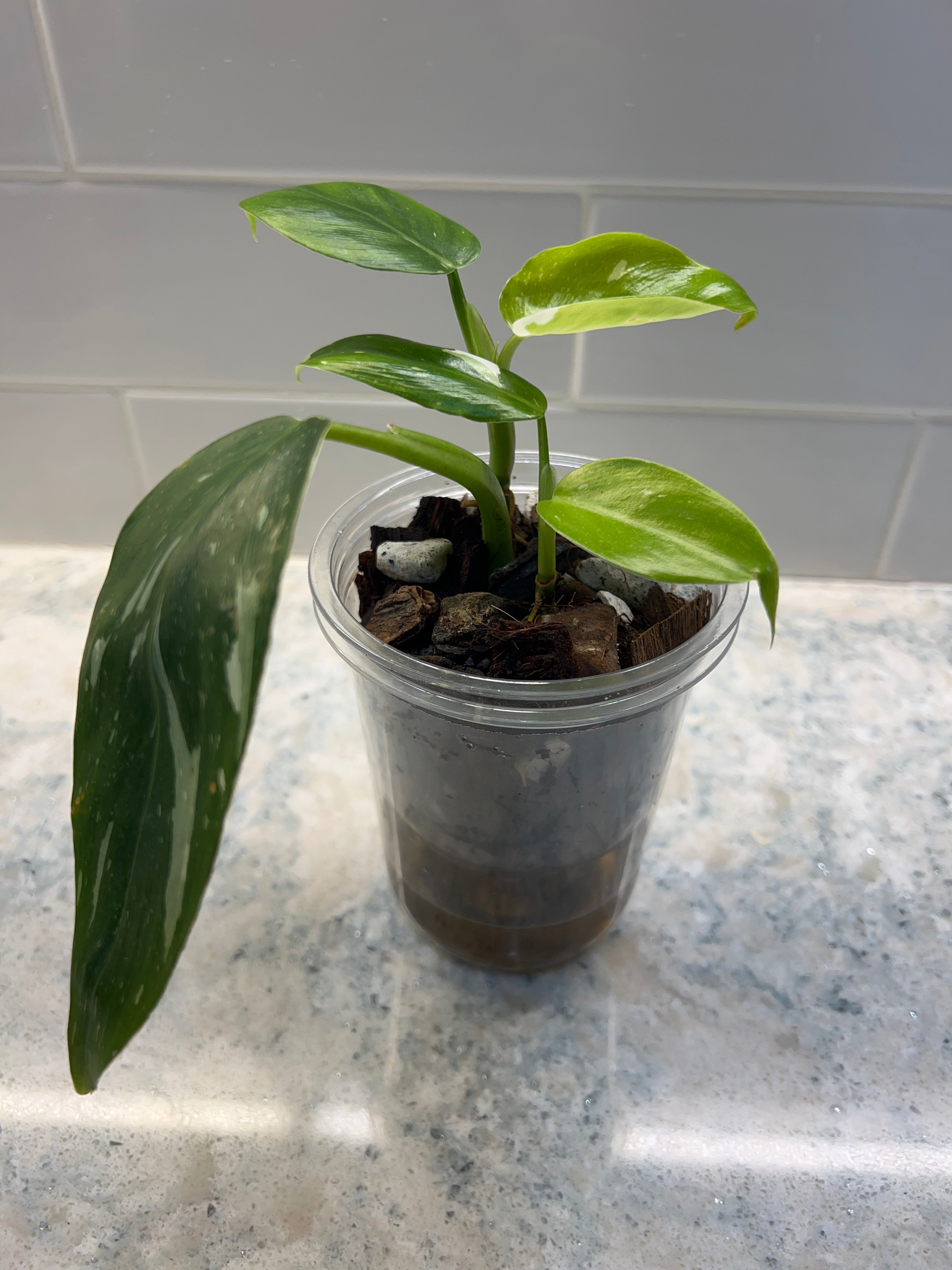 Philodendron White Wizard