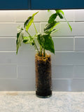 Syngonium Aurea/Albo (large)