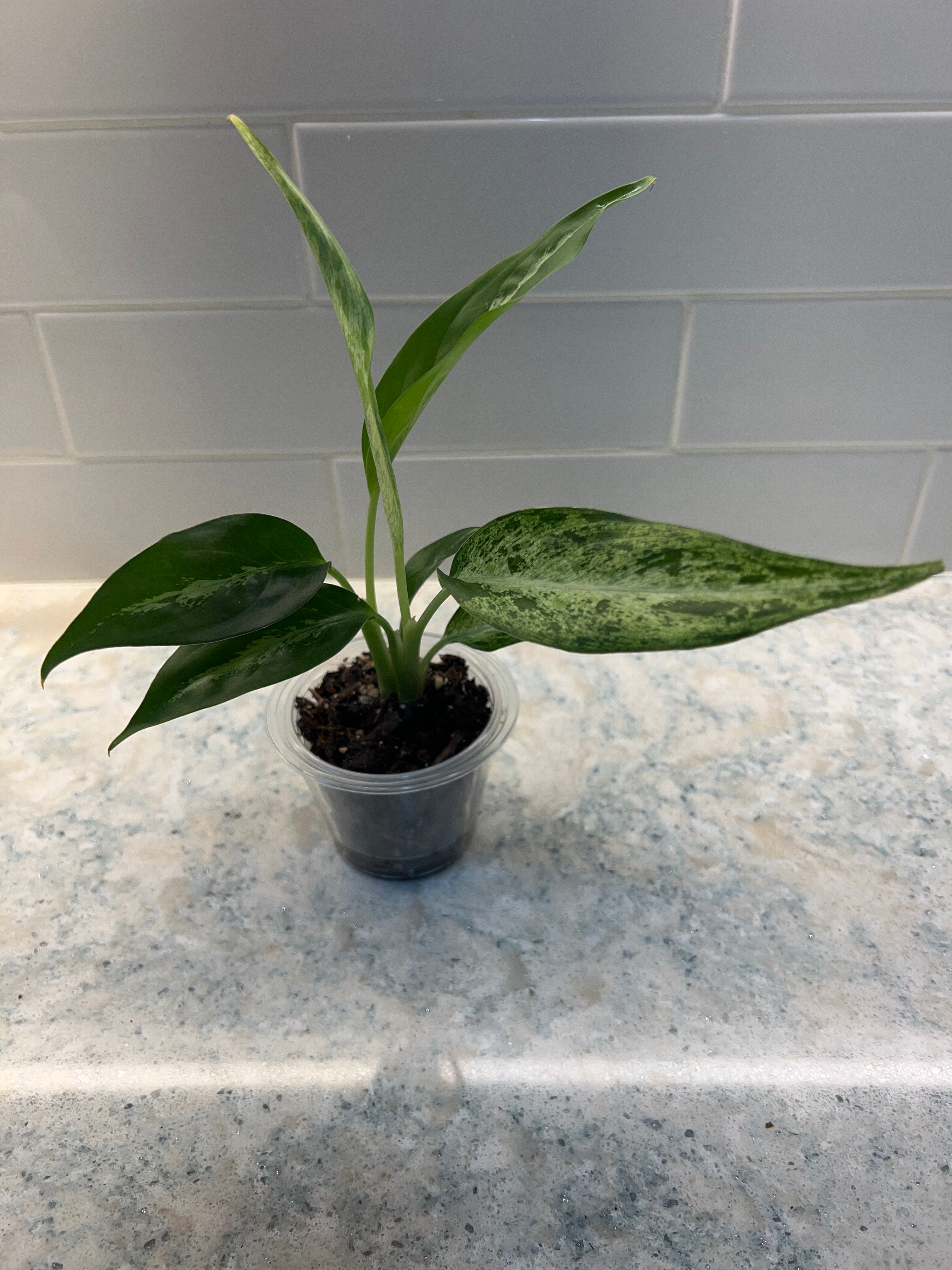 Dieffenbacia Maui Wowie