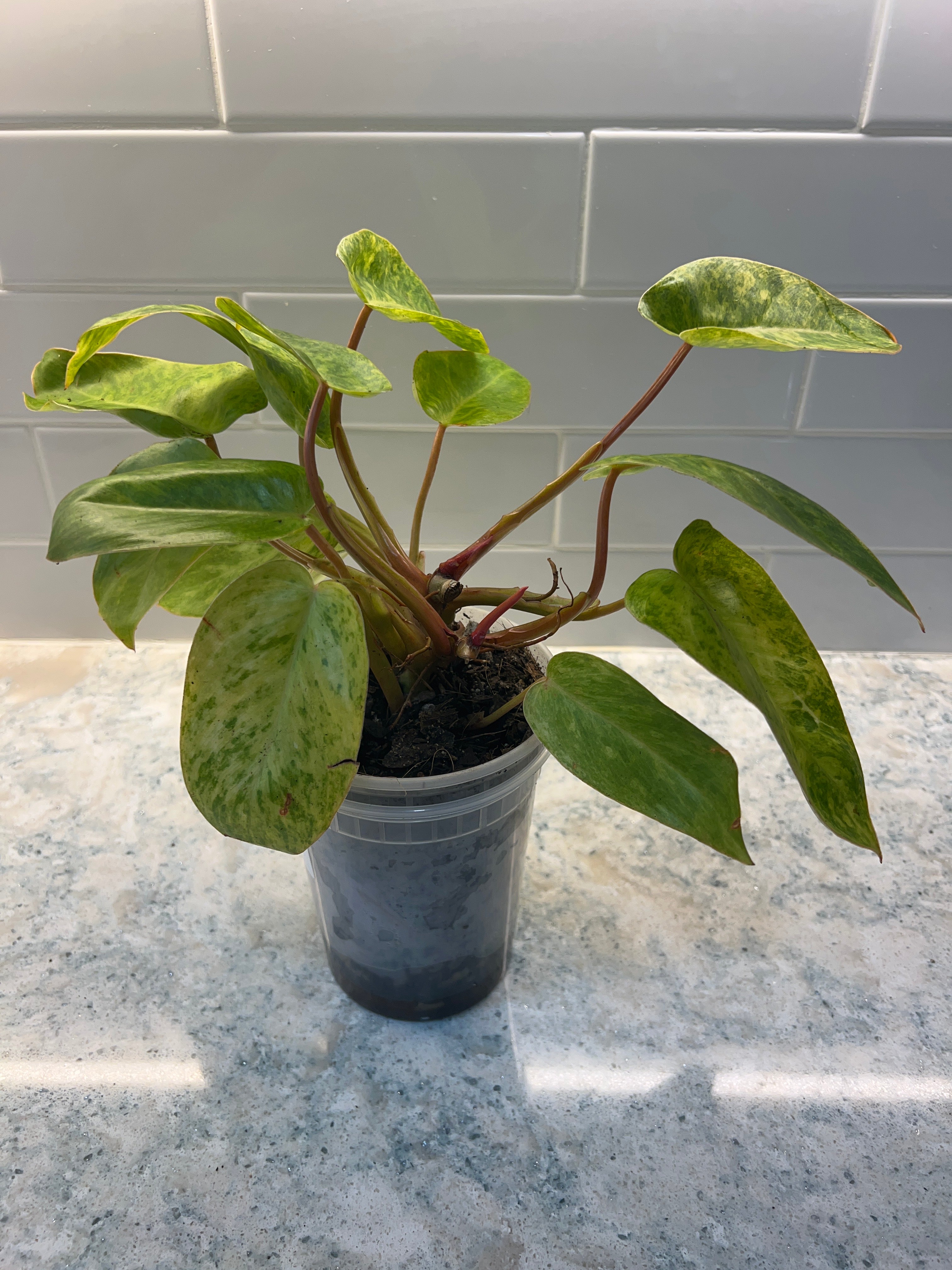 Philodendron Painted Lady