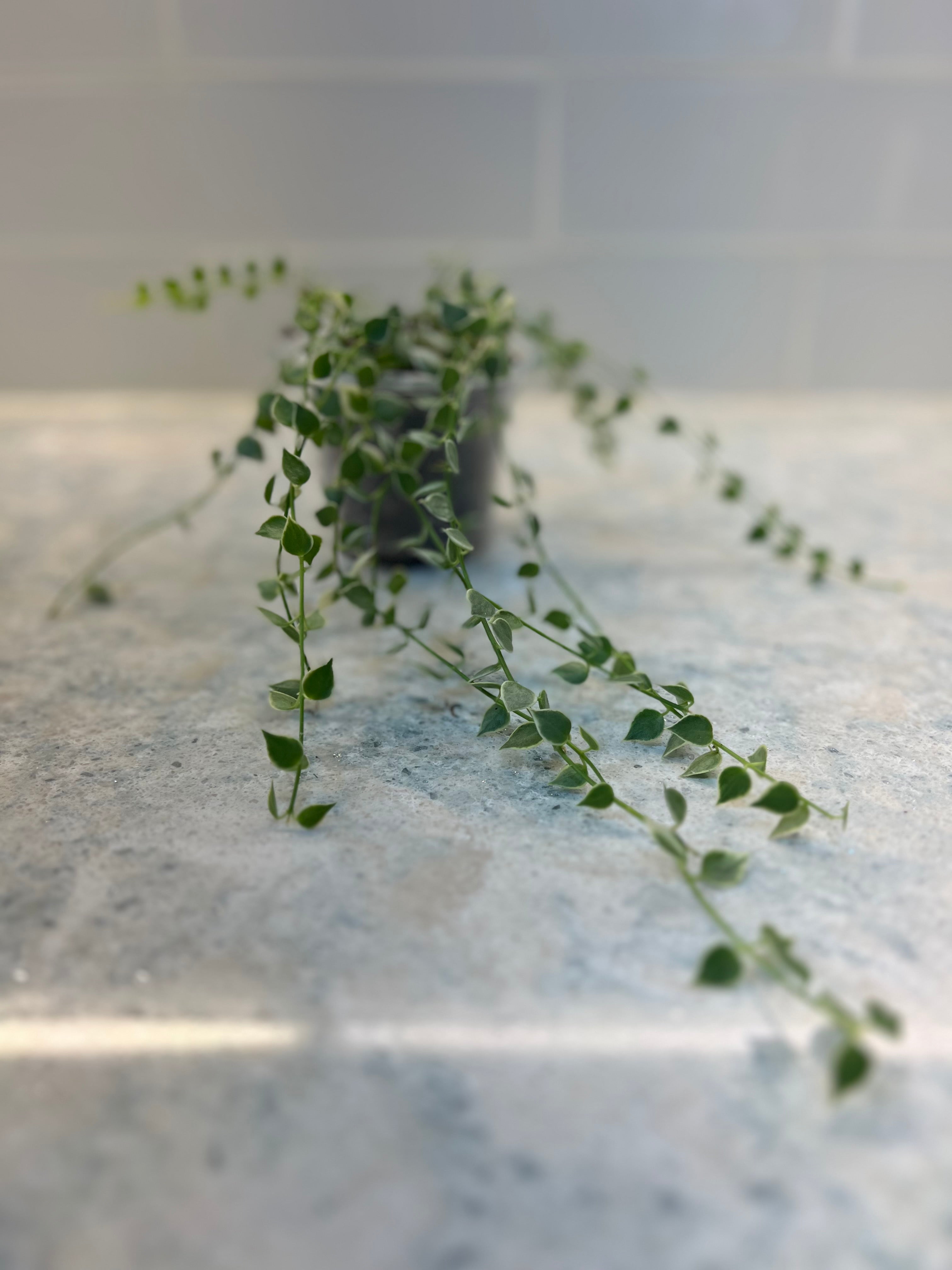 Dischidia Million Hearts Variegated (grower’s choice)