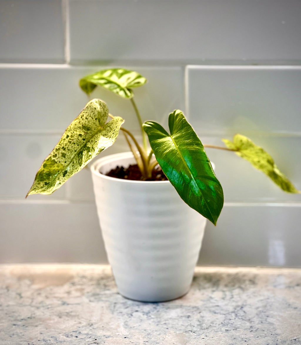 Philodendron Paraiso Verde