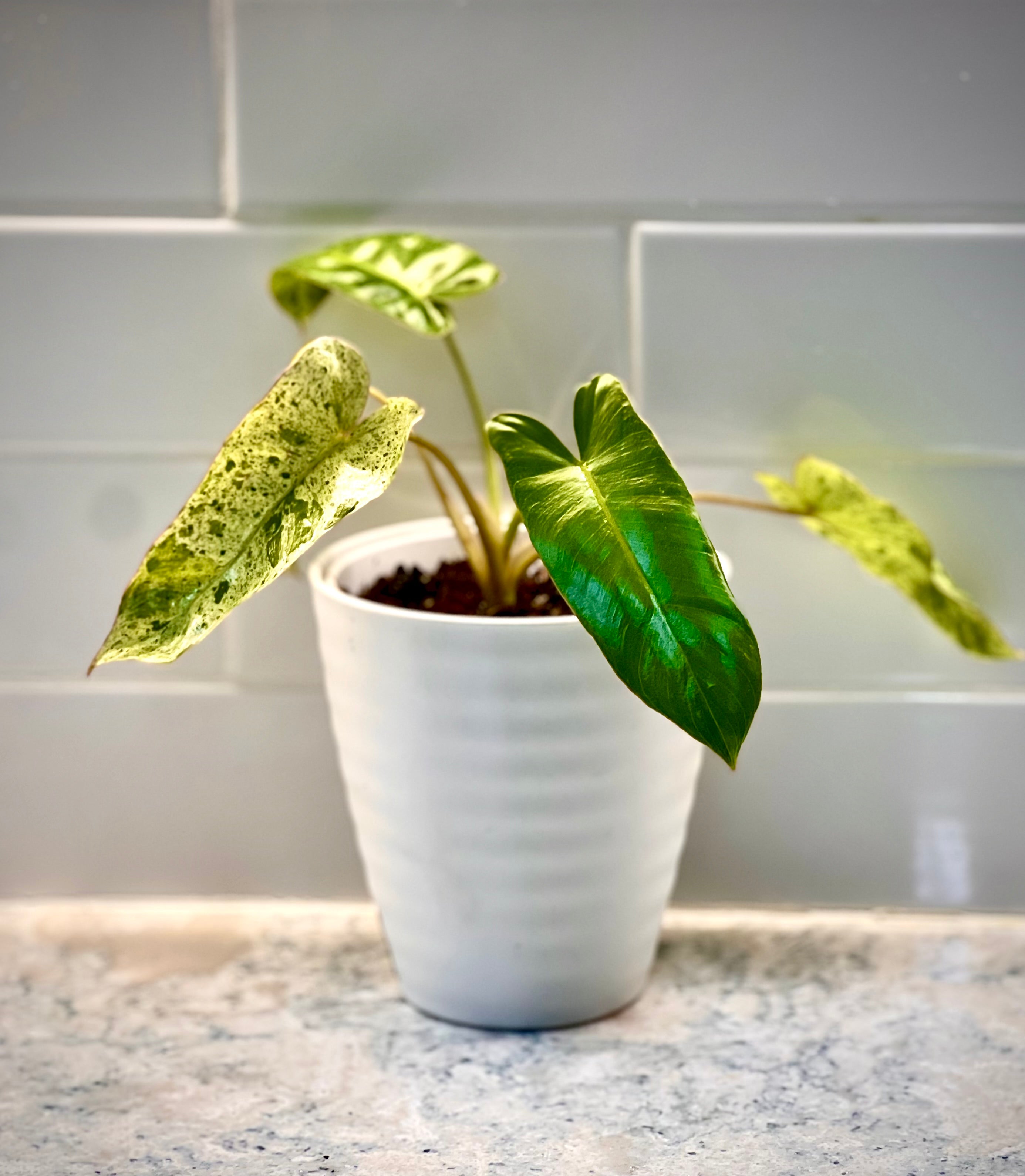 Philodendron Paraiso Verde