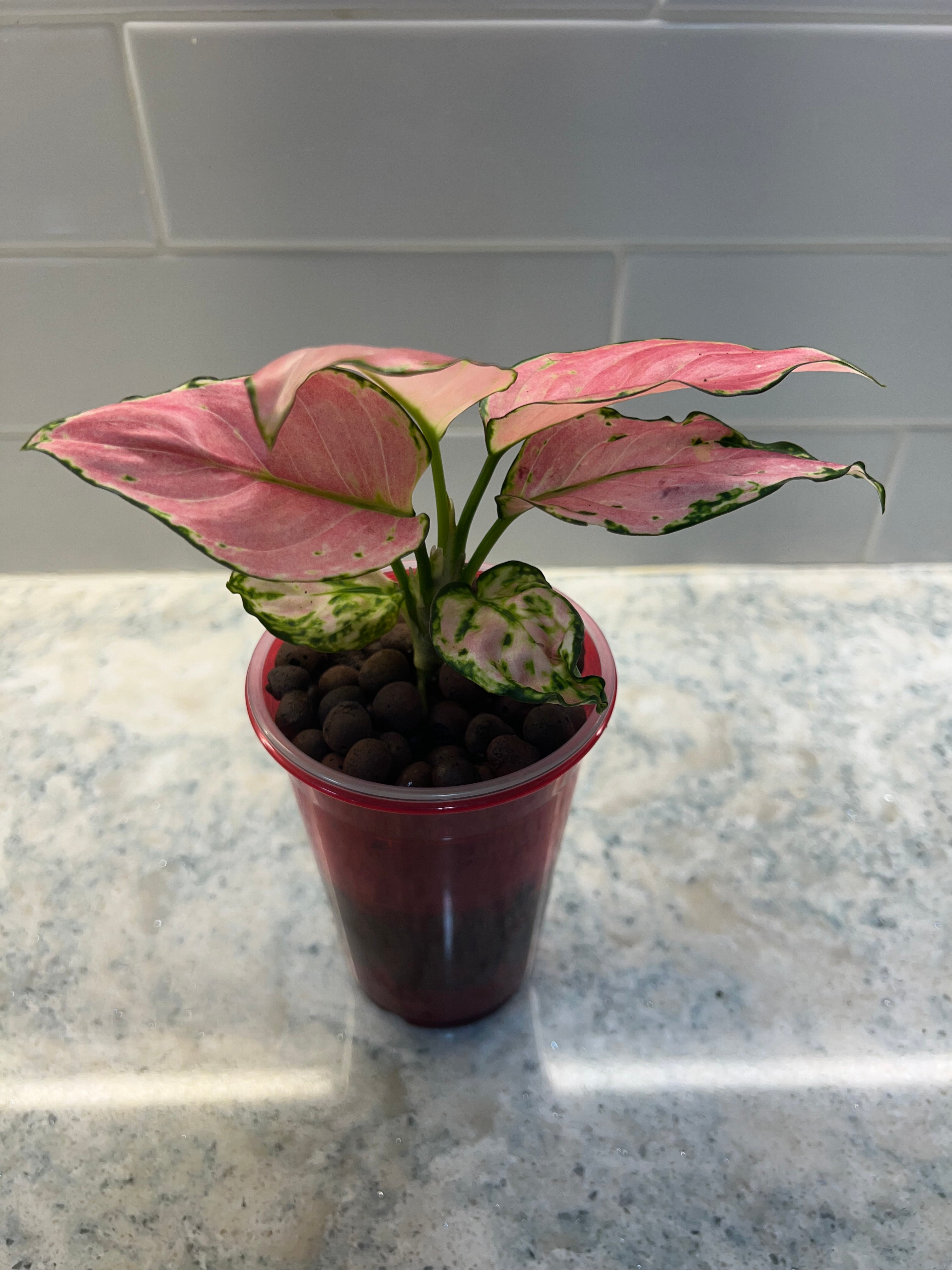 Aglaonema Lucky Red